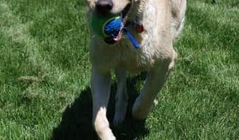 If you're always on the go, leading a life of action and adventure, you'll want one of these most active dog breeds along for your journey! Check them out!