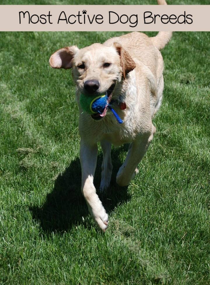 5 Active Dog Breeds That Crave a Life of Adventure - DogVills