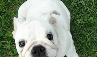 No bulldog breeds are hypoallergenic. They shed short pointy hair which sticks to everything, and they drool. Bulldog breeds are great dogs but allergenic.