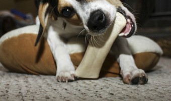 Bully sticks or rawhide: which is better for your dog? To answer that, check out the pros and cons of each chew treat and decide for yourself!