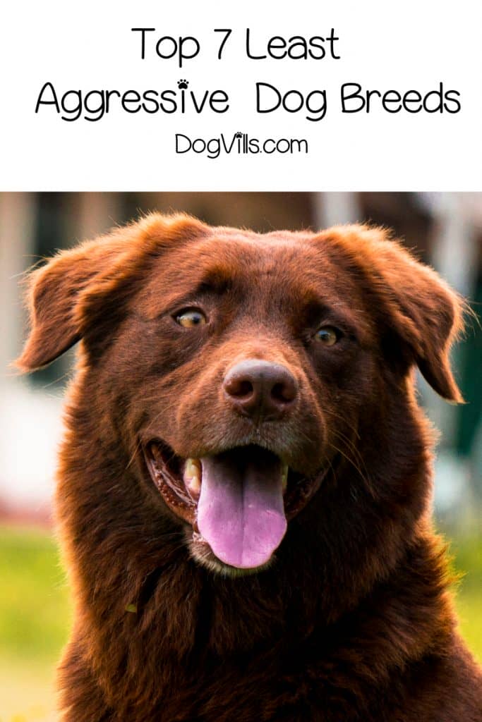 Looking for the least aggressive dog breeds? While any dog can fit this list with good training, check out the most overall relaxed breeds!