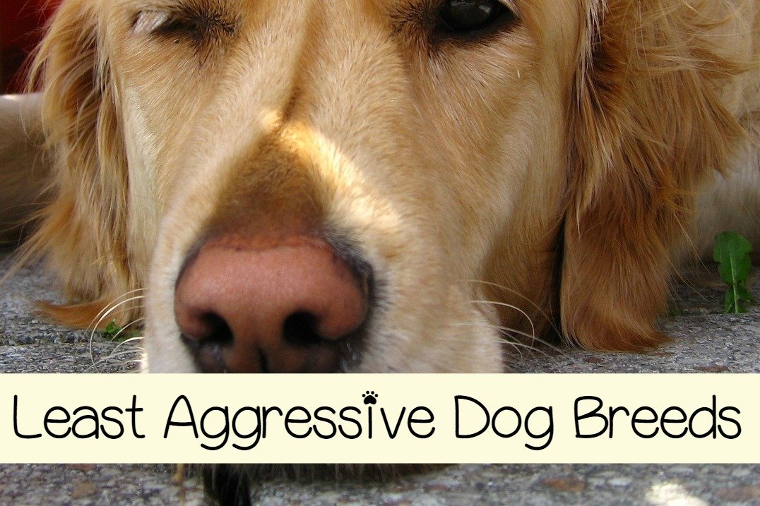 Least Aggressive Dog Breeds Dogvills
