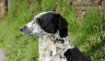 Moving to a new home with your dog can be a daunting experience. Check out our tips to make it easier on both you and Fido!
