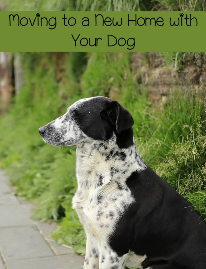 Moving To A New Home With Your Dog Dogvills Easing The Stress Of Moving To A New Home With Dog