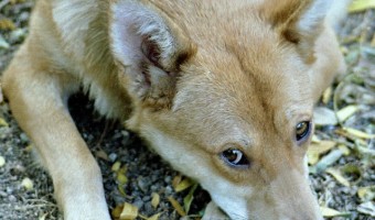 Dog aggression in any form requires specialized training to overcome. If you aren't comfortable with this training, see a trainer about dog aggression.