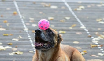 Bring a mistreated pup out of his shell and boost his confidence with lots of love and these easy training games for an abused dog.