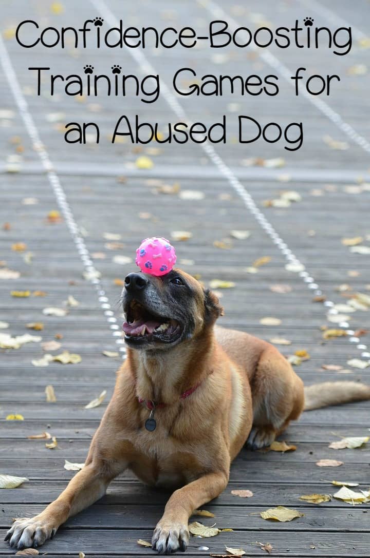 3 Confidence Boosting Training Games For An Abused Dog DogVills