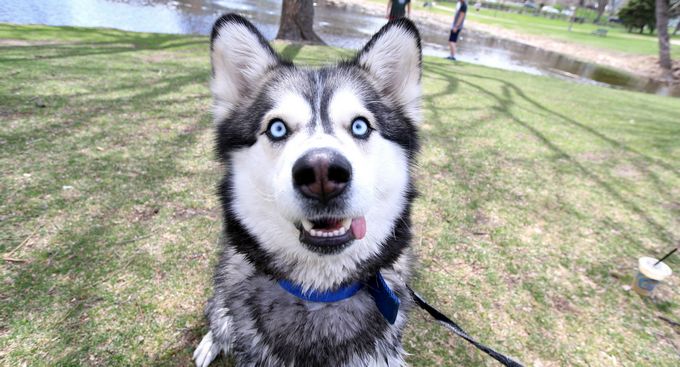 Fun games to play with your active Siberian Husky