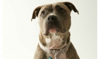 Heartbreaking pitbull news: March, a lovable pit, depressed after a failed adoption attempt.
