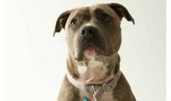 Heartbreaking pitbull news: March, a lovable pit, depressed after a failed adoption attempt.
