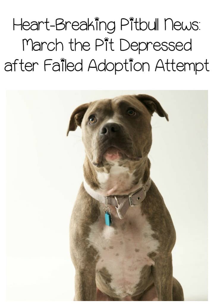 Heartbreaking Dog Stares at Wall After a Failed Adoption DogVills