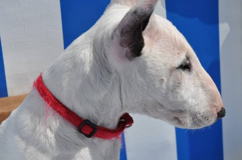 Bull Terrier