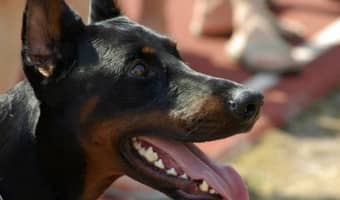 What makes the Crufts dog show so special? Check out the history and highlights of one of the largest dog shows in the world!