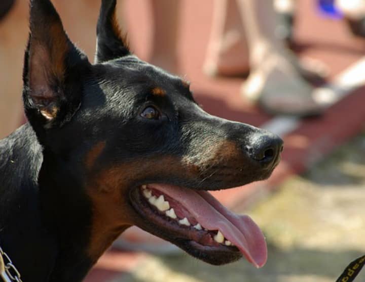 What Makes the Crufts Dog Show So Special? - http://www.dogvills.com