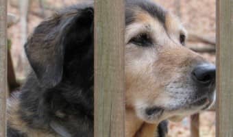 Do dogs mourn other dogs? How do you help your dog get past loss when you're dealing with it yourself? Read Maia's story of coping with Tasha's loss.