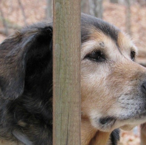 Dogs Mourning Dogs: Coping with Grief in the One Left Behind