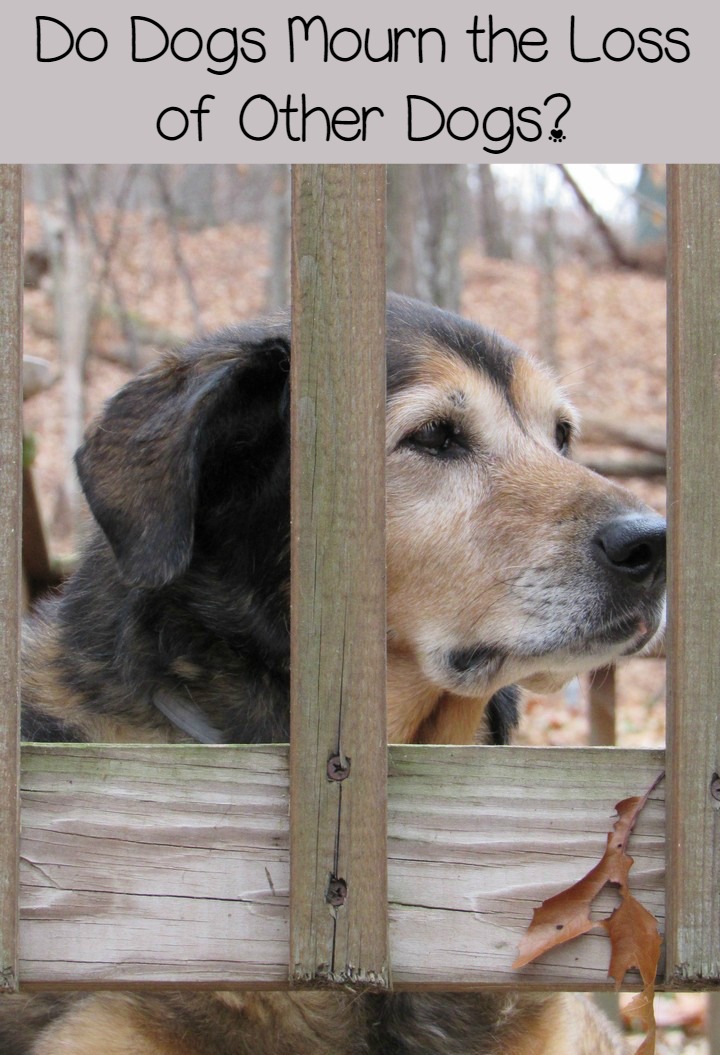 Do Dogs Mourn the Loss of Other Dogs in the House?