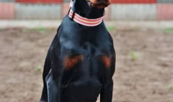 Do ear cropping and tail docking serve any real purpose, aside from achieving a certain look? Are they ever really medically necessary? Find out!