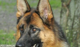 On the hunt for some fun training videos for you and your German Shepherd? We’ve got them right here! Check out these fun videos.