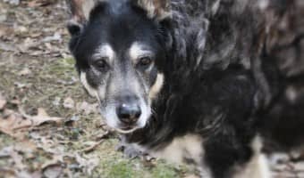 Dealing with a UTI in dogs is always a challenge, but in senior dogs it's especially difficult. Learn what to expect and how to get both of you through it.