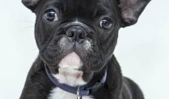 Worrying about how to house train your pup at night making you lose sleep? Dont worry! It is not as hard as you might be thinking!