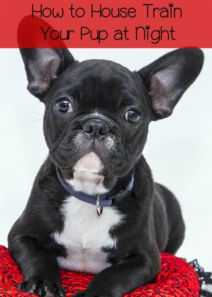 How to House Train Your Pup at Night