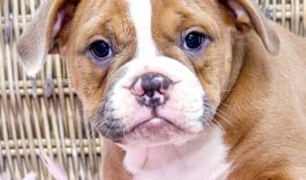 There are some must have things when you adopt a dog that you might overlook. I have taken the liberty of writing them down for you! Check this out.