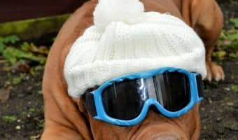 Need a clever name for your new pooch? Check out our favorite Cute TV Sitcom Dog Names for Males!