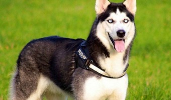 Siberian Huskies are full of energy, fur, love, and attitude. Once you learn to navigate their quirks, Siberian Huskies can make great family dogs. 