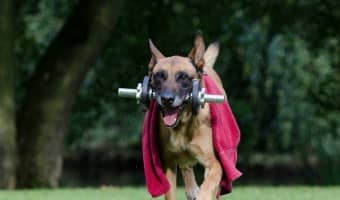Looking for cool sports inspired dog names for the new pooch you just adopted? Check out our favorite athletic names for dogs!