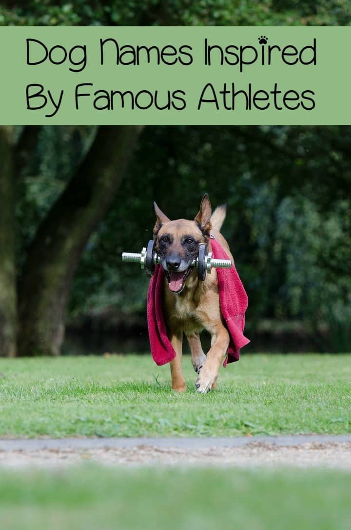 Unique Military Inspired Dog Name Unique Military Inspired Dog Name