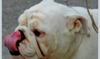 Stress in dogs is far more dangerous an issue than you might think. An over-whelmed dog is more likely to bite. Learn how to help Fido deal with stress!