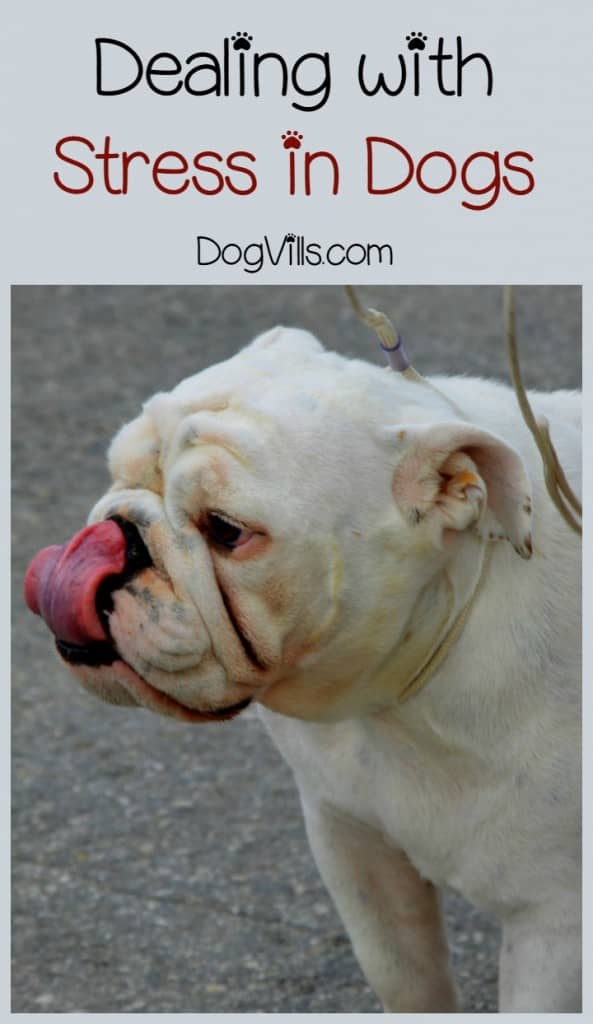 Signs and Symptoms of Stress in Dogs