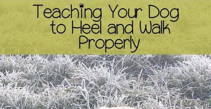 Teaching Your Dog To Walk On A Leash Properly Teaching Your Dog To Walk On A Leash Properly