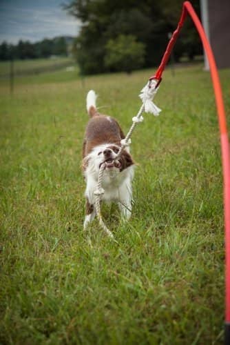 Flirt poles or tether tugs make fun games for your active Siberian Husky!