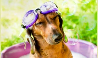 Can bathing your dog really save shelter dogs? Thanks to 11-year-old Austin of HydroDog, it can! Check out how you can get involved in this great cause!