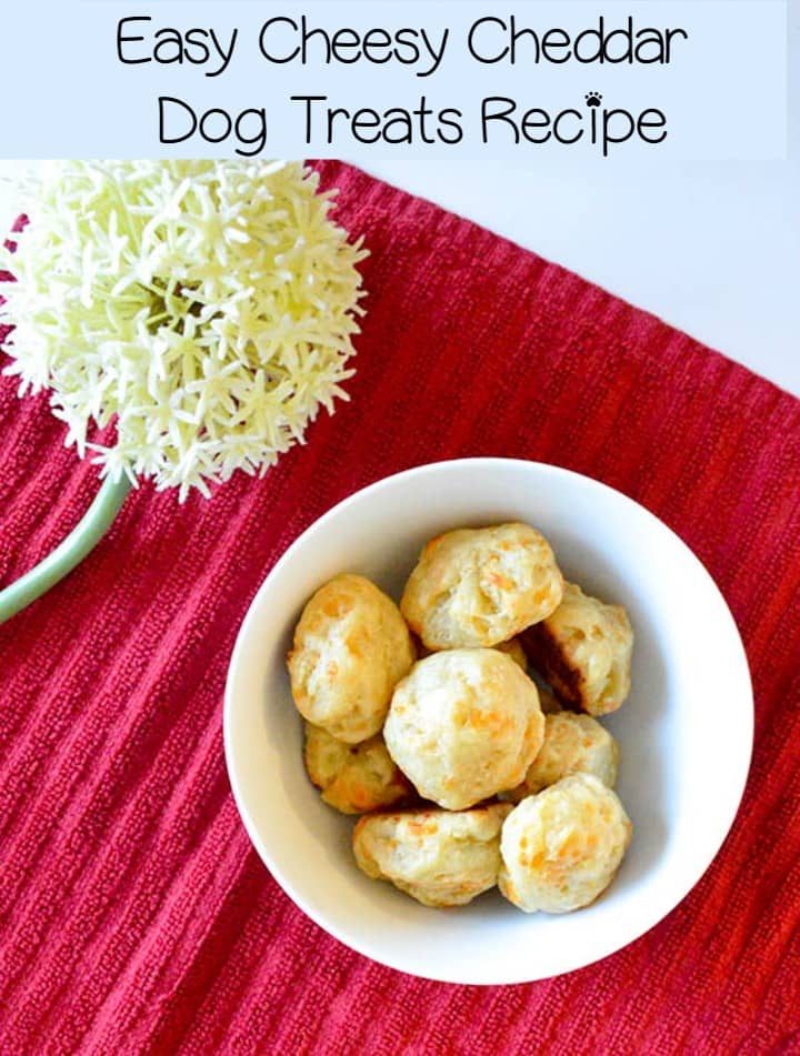 Easy Cheesy Homemade Cheddar Dog Treat Recipe