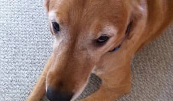 Congestive Heart Failure in dogs is an incurable, progressive disease. However, there are treatment options available for Congestive Heart Failure in dogs.