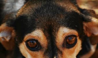 Dog allergy testing can be a great help in combating allergens. Dog allergy testing helps you decide the best course of action for your dog's allergic woes.
