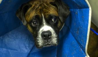 When you're making a list of things Fido needs, don't forget the medical supplies! Check out things to put in a first aid kit for your dog!