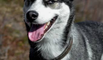 Help your pooch burn off some of that excess energy and learn new skills a the same time with these fun games to play with your active Siberian Husky!