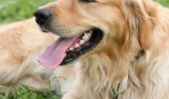 Dog bites are exceedingly rare in Golden Retrievers. These dogs are friendly, intelligent, and are not prone to dog bites when properly trained.  Read on to learn more!