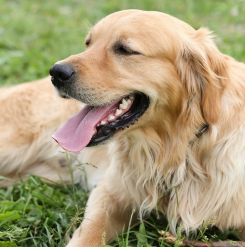 Dog bites are exceedingly rare in Golden Retrievers. These dogs are friendly, intelligent, and are not prone to dog bites when properly trained.  Read on to learn more!