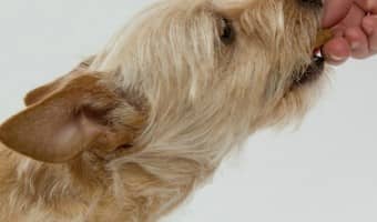 When you're doing a hypoallergenic dog food trial, it's not enough to just change their food. Check out how to trial properly to identify allergies!