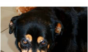 Can a rotation diet help prevent allergies in your dog? Is it a good feeding method overall? Check out the pros and cons!
