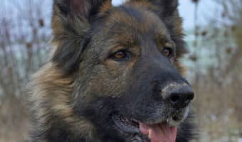 Do older dogs really NEED a special senior dog food? The answer may surprise you!