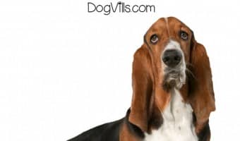 How do you know if your dog is having a stroke? The signs are very similar to other conditions, so it can be confusing. Check out signs of stroke in dogs and what to do!