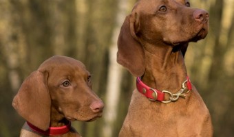 Training a dog requires a personal touch, even when you live with more than one. The key to training a dog is to separate him from the other dogs.