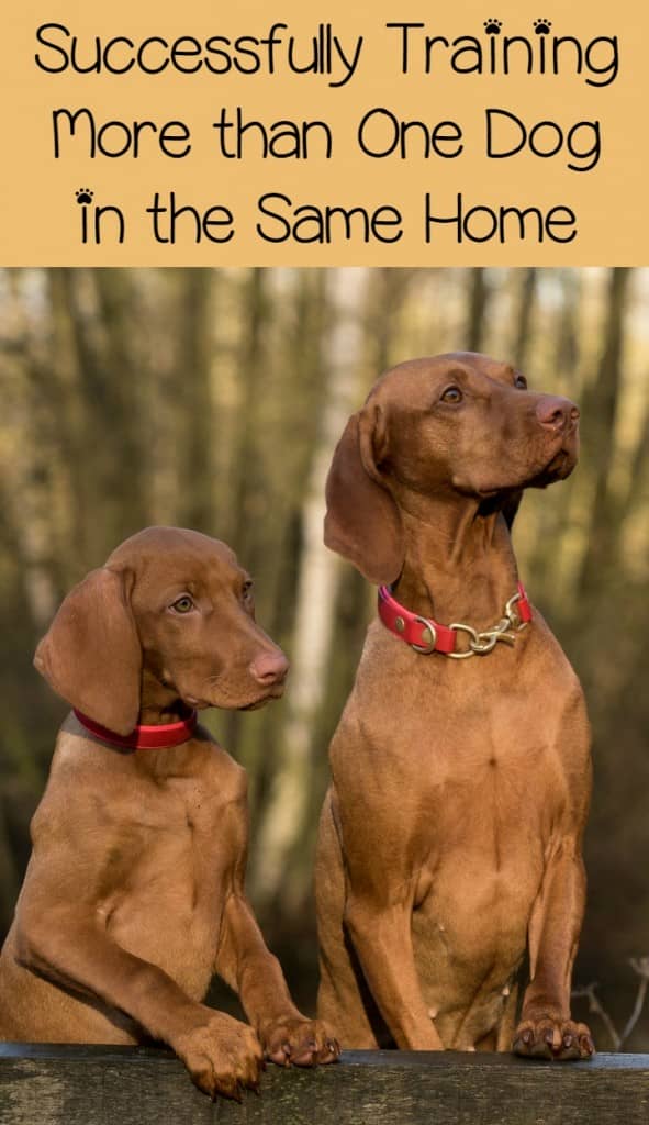 Gifts For Dog Lovers 2021