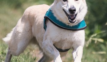 Tired of getting dragged down the street when walking your dog? Check out these awesome no-pull dog harnesses that stop them from yanking you around!